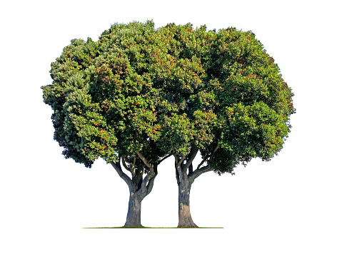 Two trees that combine together to form one tree are isolated on a white background.