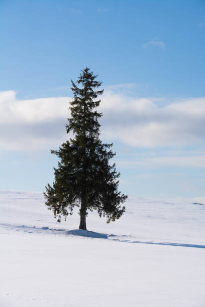 istock Pine tree standing on snowy field in Biei 1196414343