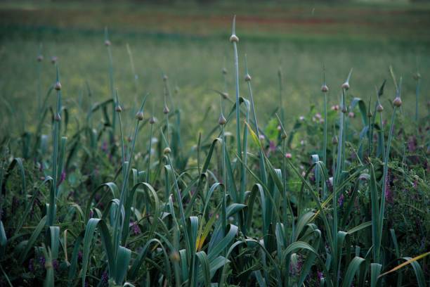istock Organic farm with Fetch and snow peas 1196415857