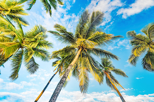 Coconut palm tree under blue sky at Fiji Islands.