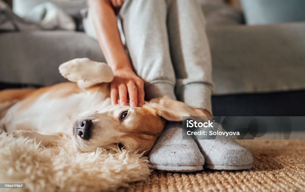 Woman with selfie-stick wearing hat and sunglasses taking pictures before ruins Beagle dog female owner caress stroking her pet lying on the back on natural stroking dog on the floor and enjoying the warm home atmosphere. Dog Stock Photo