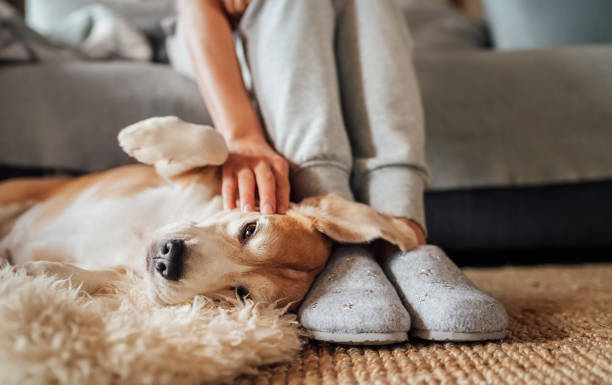 Woman with selfie-stick wearing hat and sunglasses taking pictures before ruins Beagle dog female owner caress stroking her pet lying on the back on natural stroking dog on the floor and enjoying the warm home atmosphere. cosy stock pictures, royalty-free photos & images