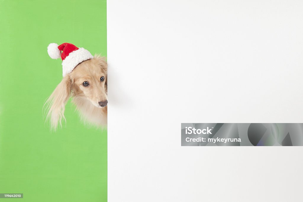 Santa Hund - Lizenzfrei Braun Stock-Foto