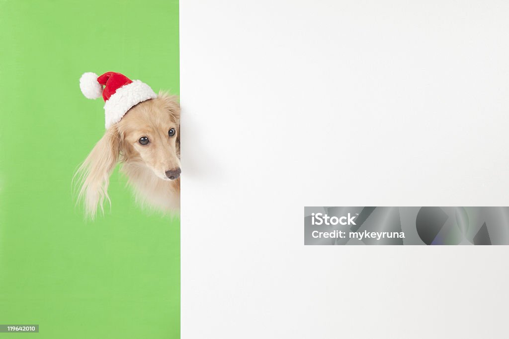 Santa cane - Foto stock royalty-free di Abbigliamento per animali domestici