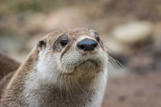 istock North American River Otter, adorable, lovable, friendly and clever, closeup 1196422012