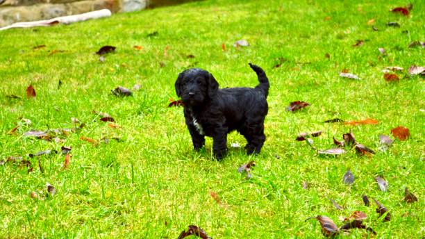 istock Cockapoo Puppies playing in the garden 1196422380
