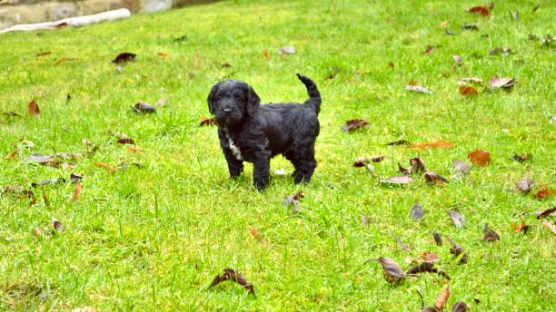 istock Cockapoo Puppies playing in the garden 1196422386