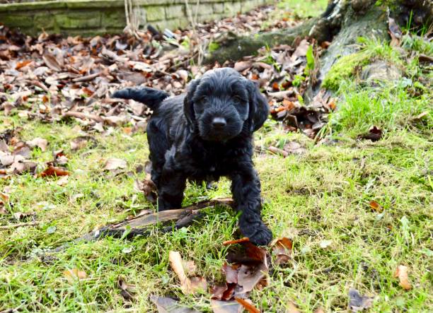 istock Cockapoo Puppies playing in the garden 1196422918