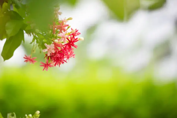 Rangoon Ceeper or red Jasmine flowers on green background