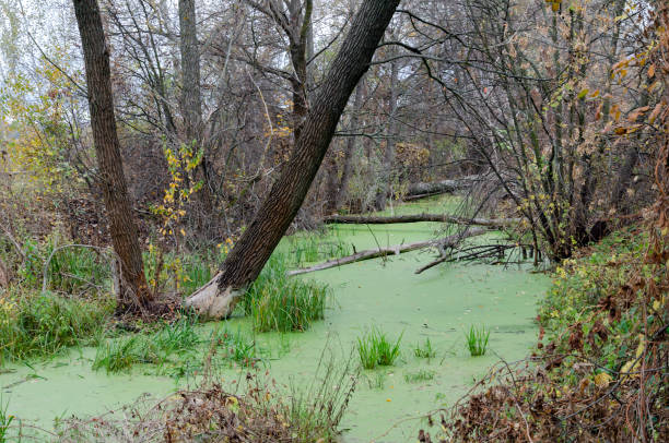 istock the dam blocked the river, the beavers built 1196423303