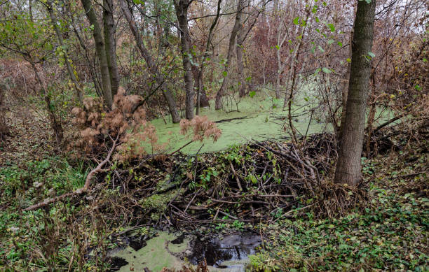istock the dam blocked the river, the beavers built 1196423318