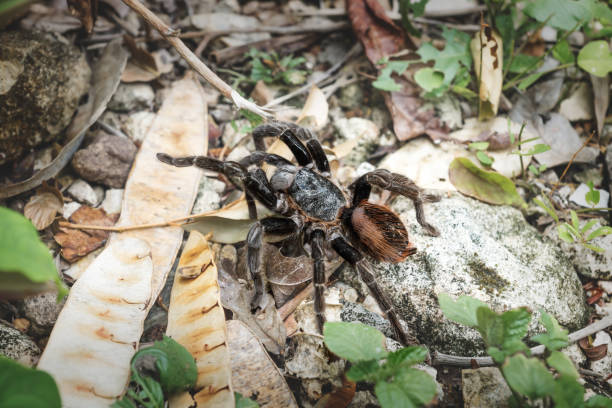 Tarantula spider with hairy orange back on ground with leaves, Peten, Guatemala