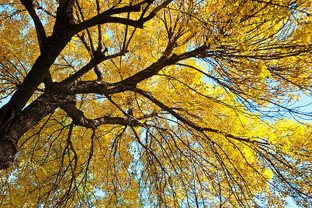 istock The golden leaves 119642358