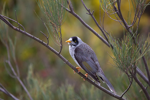 A noisy miner perched on a twig. This Australian indigenous species of honey-eater is endemic to eastern and south-eastern Australia.