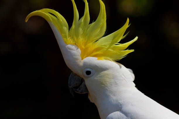 cacatúa con cresta de azufre - metal profile white parrot fotografías e imágenes de stock