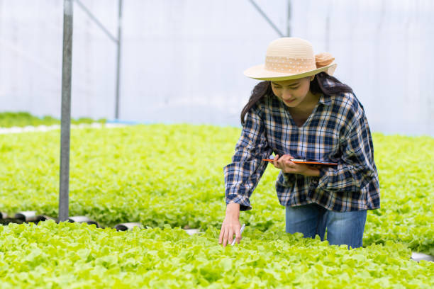 istock Farmer woman checking hydroponic vegetable in farm 1196431993