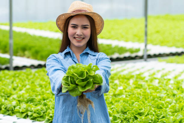 istock Farmer woman holding hydroponic in farm 1196432002