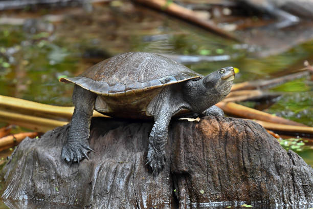 istock Krefft's River Turtle, Cairns, Queensland, Australia 1196432047