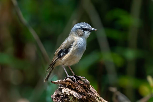 istock Grey-headed Robin, Queensland, Ausralia 1196434814