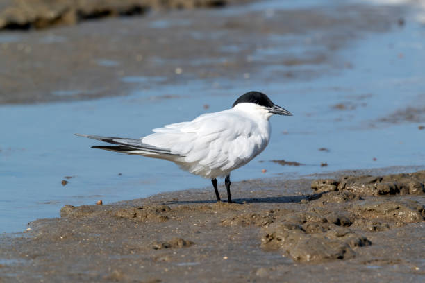 istock Gull-billed Tern, Tasmania, Australia 1196434839
