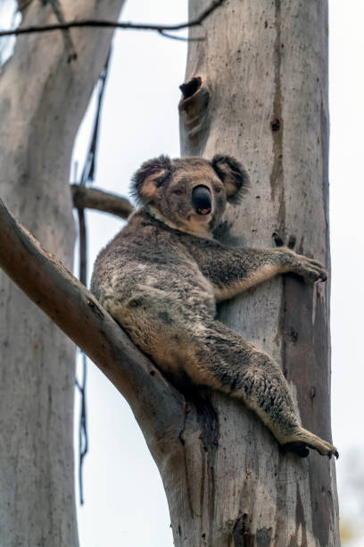 istock Koala Resting in a Tree, Queensland, Australia 1196434868
