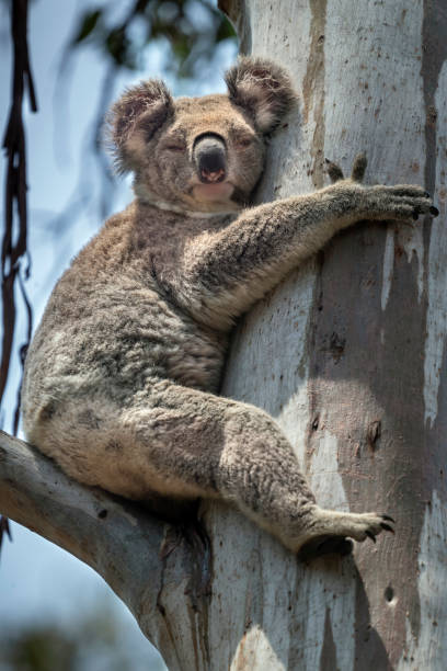 istock Koala in a Tree, Queensland, Australia 1196434902