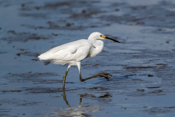 istock Little Egret, Walking on a Mudflat, Cairns, Queensland, Australia 1196434912