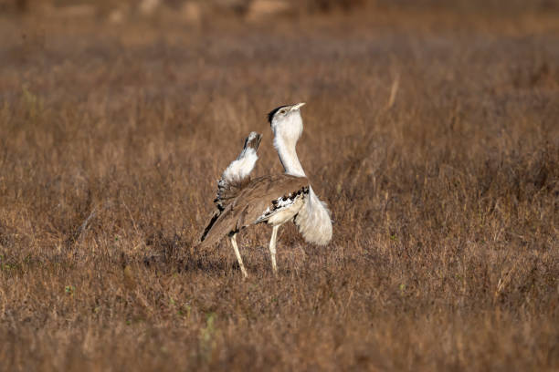 Male Australian Bustard (Ardeotis australis) posturing in a field in Queensland, Australia.