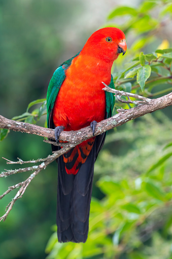 Male Australian King Parrot (Alisterus scapularis) in Lamington National Park, Queensland, Australia.