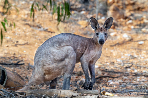 istock Male Red Kangaroo, Alice Springs, Australia 1196435097
