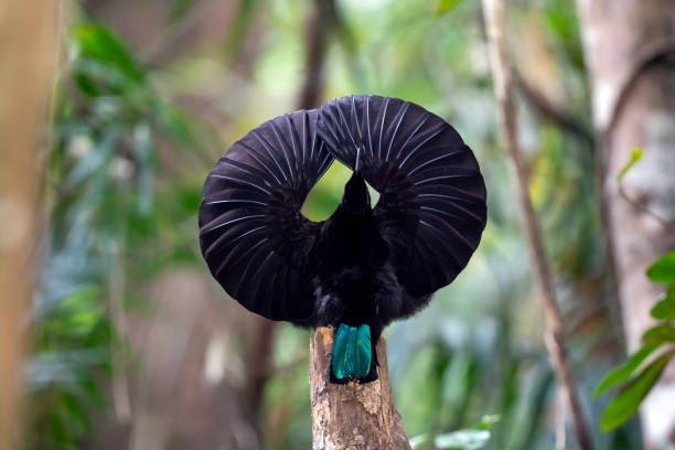 Male Victoria's Riflebird Displaying on His Post, Queensland, Australia Male Victoria’s Riflebird (Lophorina victoriae), a Bird-of-Partadise (Family Paradisaea), native to the Atherton Tableland in Queensland, Australia, in his elaborate courtship display. bird of paradise bird stock pictures, royalty-free photos & images
