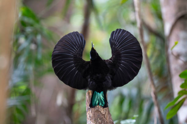 Male Victoria's Riflebird Displaying, Queensland, Australia Male Victoria’s Riflebird (Lophorina victoriae), a Bird-of-Partadise (Family Paradisaea), native to the Atherton Tableland in Queensland, Australia, in his elaborate courtship display. bird of paradise bird stock pictures, royalty-free photos & images