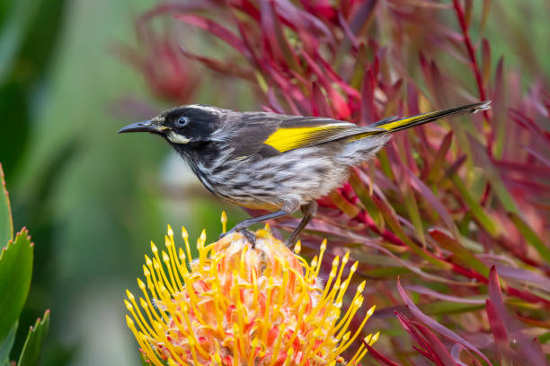 New Holland Honeyeater on a Proteas Flower, Tasmania, Australia New Holland Honeyeater (Phylodonyris novaehollandiae) on an exotic proteas flower in Tasmania, Australia. honeyeater stock pictures, royalty-free photos & images