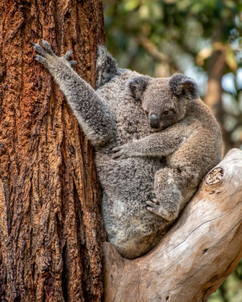 istock Koala mother and baby in  Eucalyptus gum tree. 1196437771