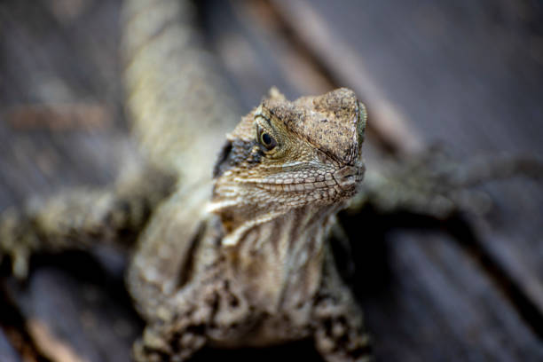 istock close up of water dragon. 1196437783