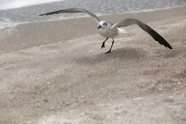 Seagull on a Beach A seagull flaps across a beach on Longboat Key in Florida. Room for copy beneath. longboat key stock pictures, royalty-free photos & images