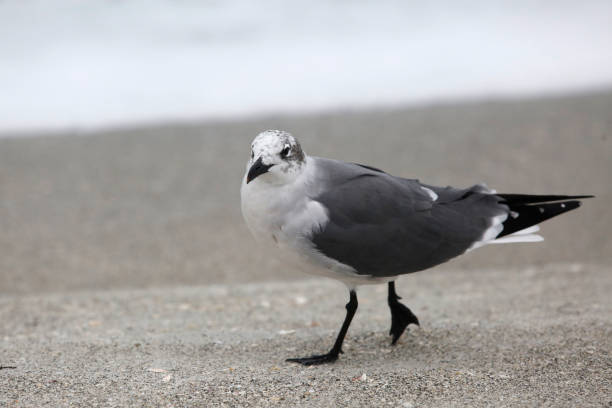 Seagull on a Beach A seagull walks across a beach on Longboat Key in Florida. longboat key stock pictures, royalty-free photos & images