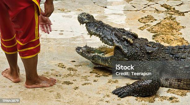 Photo libre de droit de Crocodylidae Ou Crocodile banque d'images et plus d'images libres de droit de Blanc - Blanc, Bouche des animaux, Béton