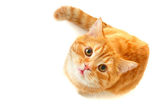 แมวมองขึ้นโดดเดี่ยวบนสีขาว - แมวส้ม ภาพสต็อก ภาพถ่ายและรูปภาพปลอดค่าลิขสิทธิ์