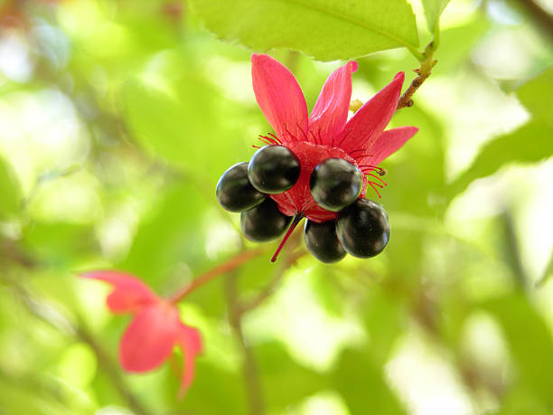 istock Bird's Eye Bush truth looks like Mickey Mouse 119643921