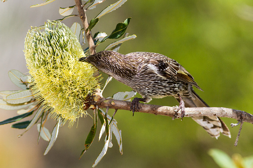 Little Wattle bird feeding on Banksia
