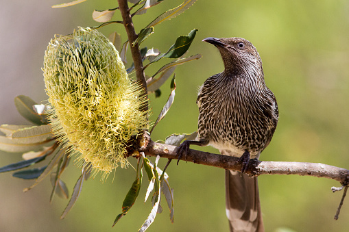 Little Wattle bird feeding on Banksia