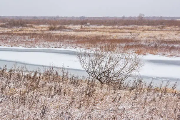 Tree on the bank of a snowy river in the afternoon