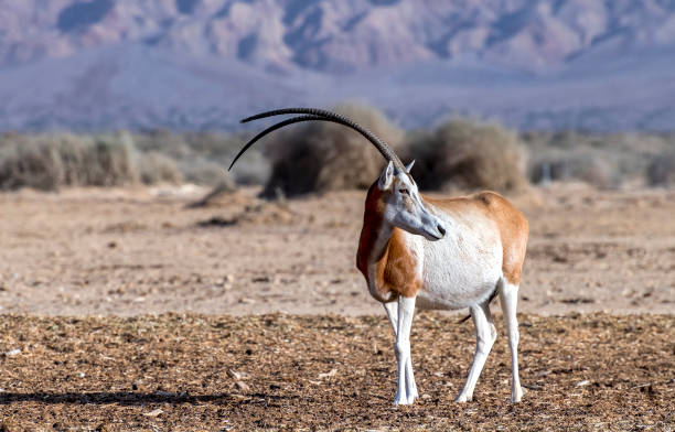 antelope scimitar horn oryx (oryx leucoryx) - oryx gazella leucoryx imagens e fotografias de stock