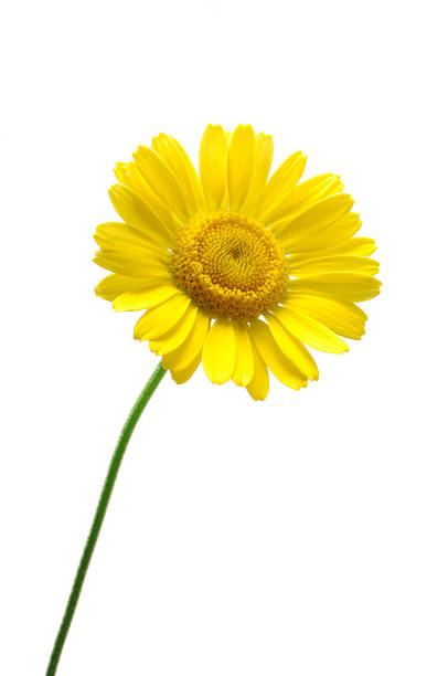 istock Golden marguerite or yellow chamomile 119644250