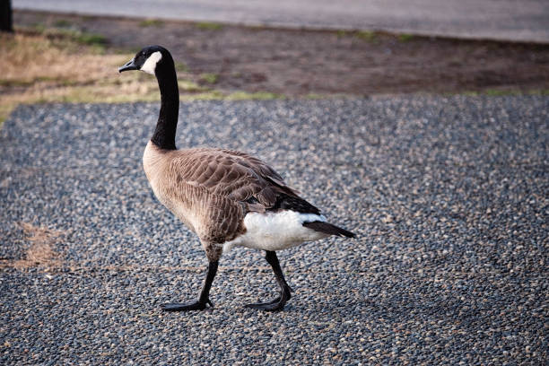 istock Gray goose walking in public park. 1196442974