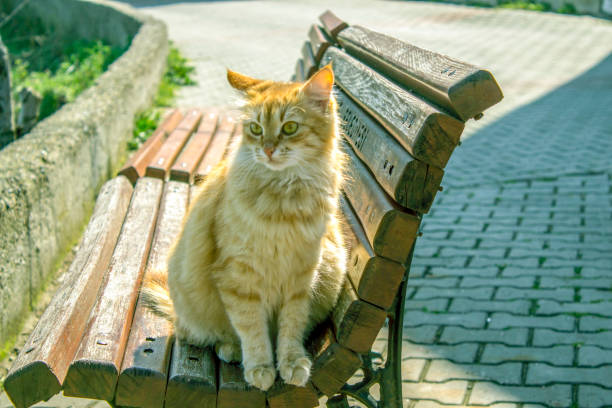 istock Yellow cat on the bench 1196447926