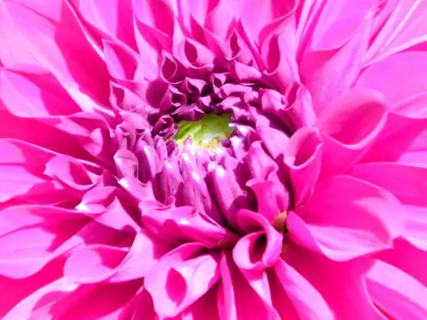 Dahlia Flower Head. Delicate Red Tulips Lilies Orchids in bloom. Yellow color at center. Extreme close-up. Petunia Red poppy Anemone Gerbera Daisy flora family. Spring twig nature background. Macro.