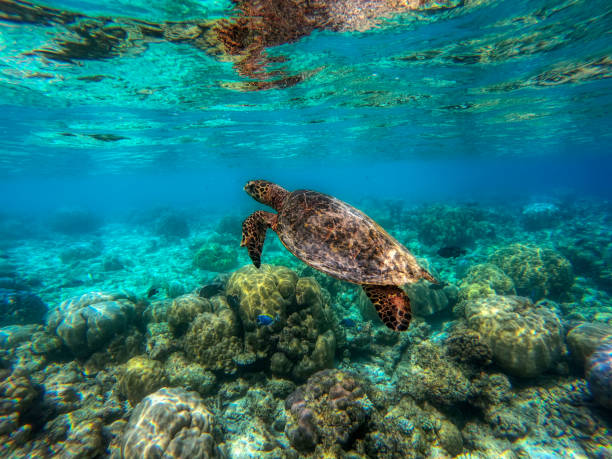 istock Turtle in the Indian Ocean 1196450008