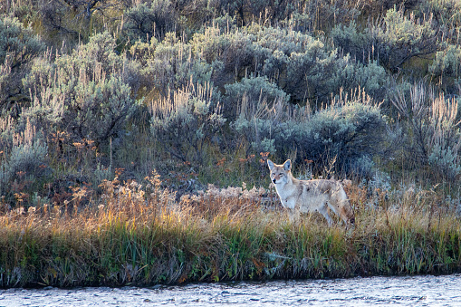 Wolf, Canis lupus occidentalis, along the Madison River near sunset in autumn. Yellowstone National Park, Wyoming, USA.